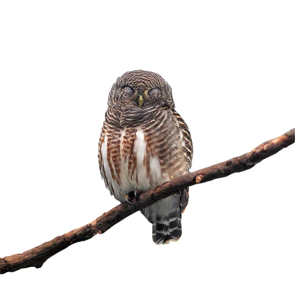 Asya çubuklu owlet — Stok fotoğraf