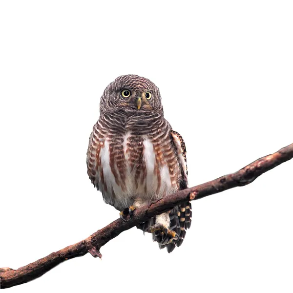 Asian Barred Owlet — Stock Photo, Image