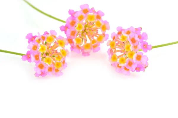 Lantana çiçekler — Stok fotoğraf