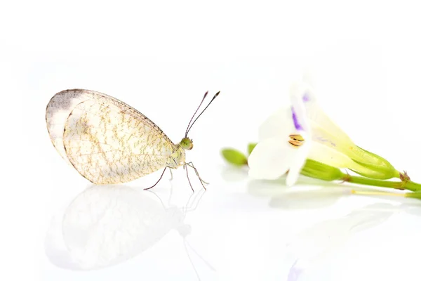 Mariposa blanca — Foto de Stock