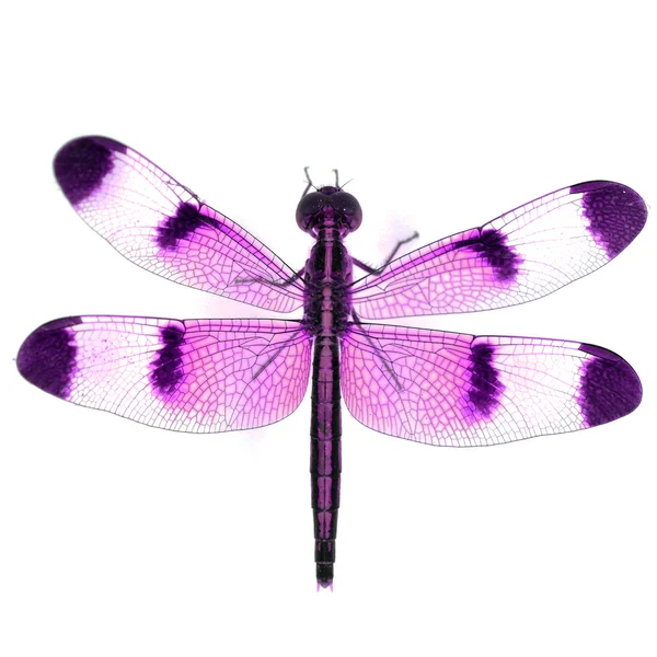 Dragonfly — Stock Photo, Image