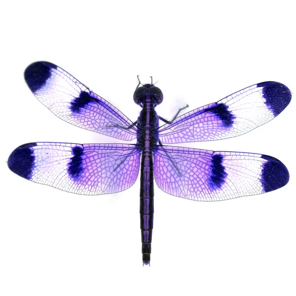 Libellula — Foto Stock