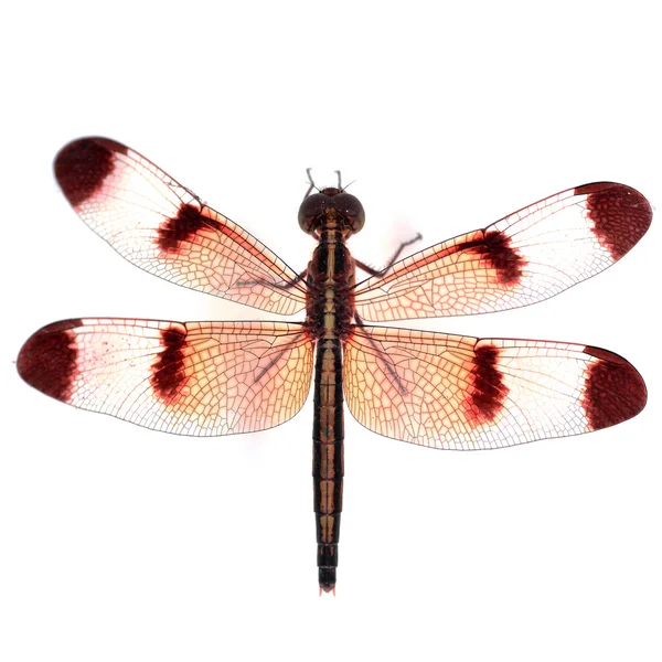 Libellula — Foto Stock