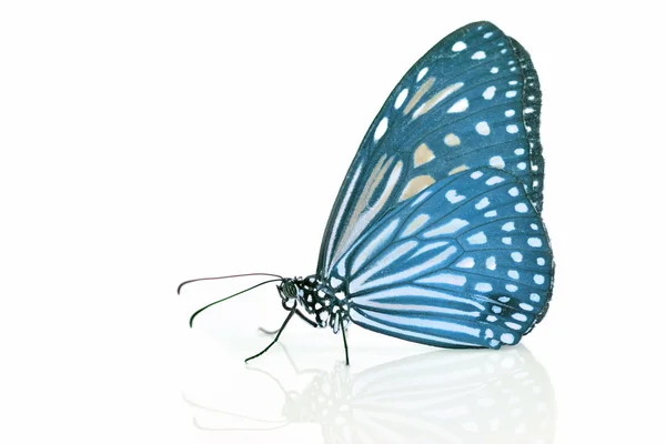 Blue Butterfly — Stock Photo, Image