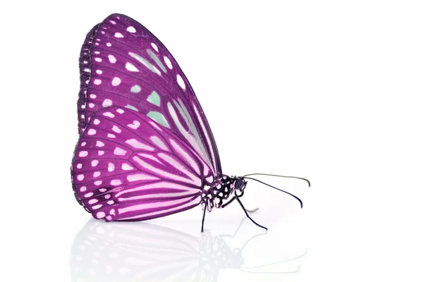 Papillon violet — Photo