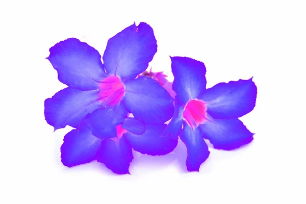 Purple flowe — Stock Photo, Image