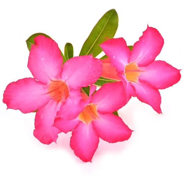 Impala lily flower — Stock Photo, Image