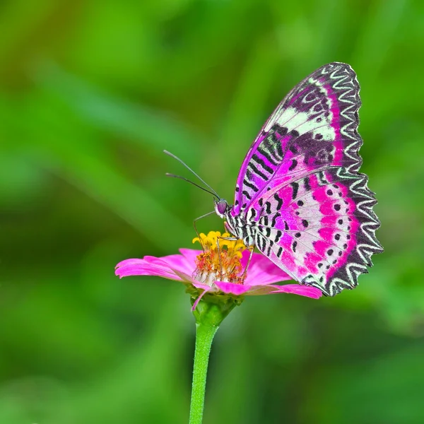 Butterfly pada bunga — Stok Gambar Butterfly pada bunga Stok Lukisan
