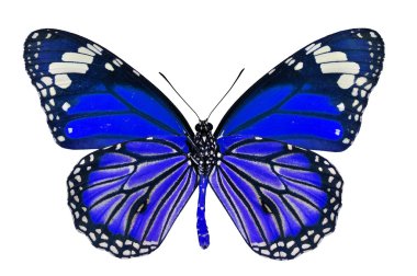Mavi Kelebek