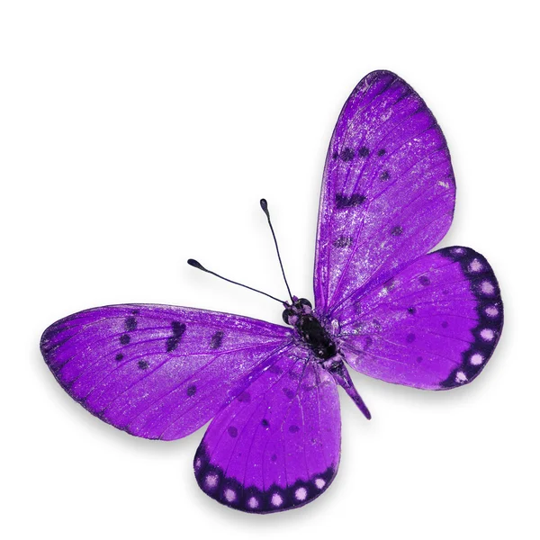 Purple butterfly — Stock Photo, Image