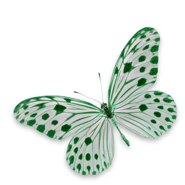 Farfalla bianca e verde — Foto Stock