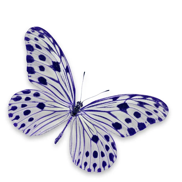 Weiße und blaue Schmetterlinge — Stockfoto
