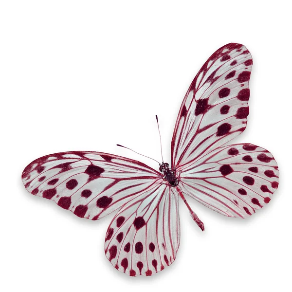 Белая и красная бабочка — стоковое фото