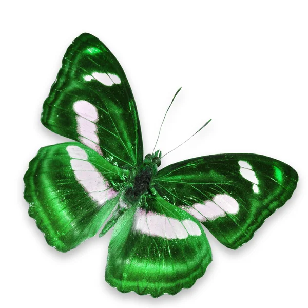 Grüner Schmetterling — Stockfoto