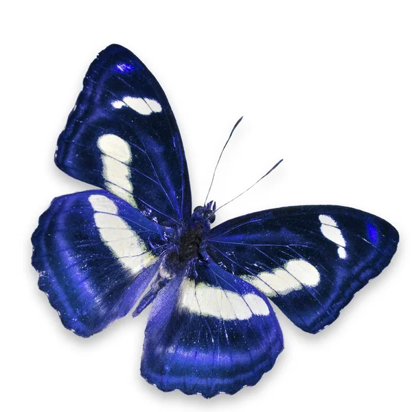 Kupu-kupu biru — Stok Foto