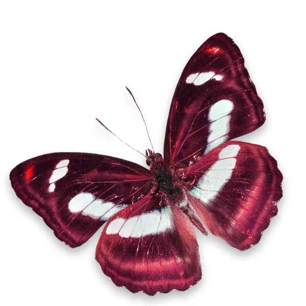 赤い蝶 — ストック写真
