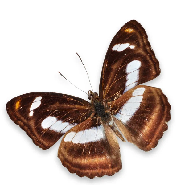 Brauner Schmetterling — Stockfoto