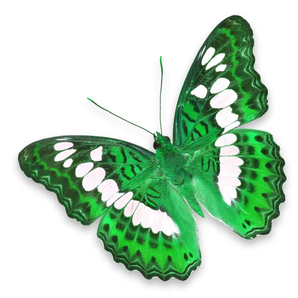 绿色蝴蝶 — 图库照片