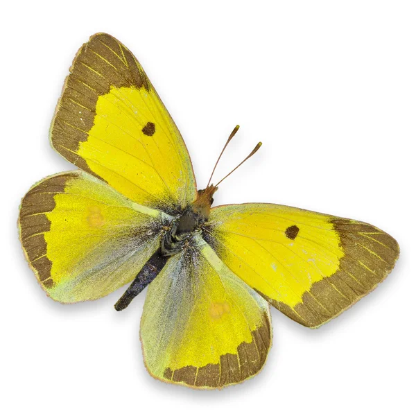 Gele vlinder — Stockfoto