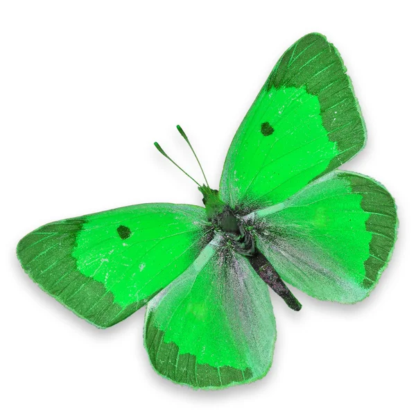 Mariposa verde —  Fotos de Stock