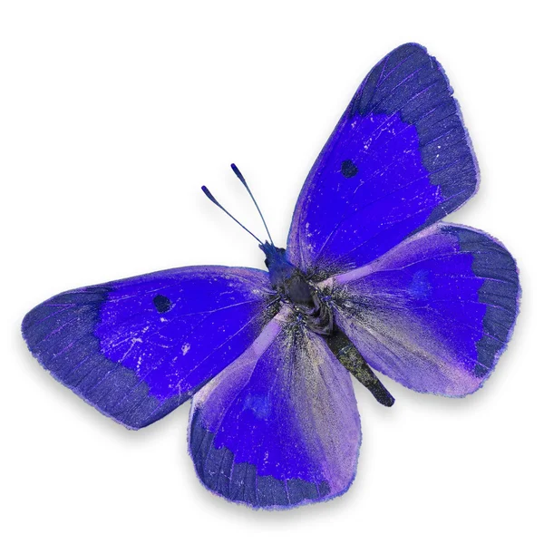 Borboleta azul — Fotografia de Stock