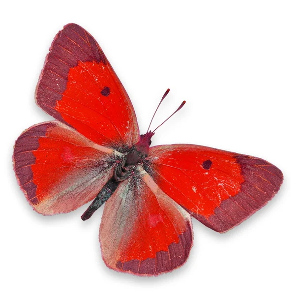 Roter Schmetterling — Stockfoto