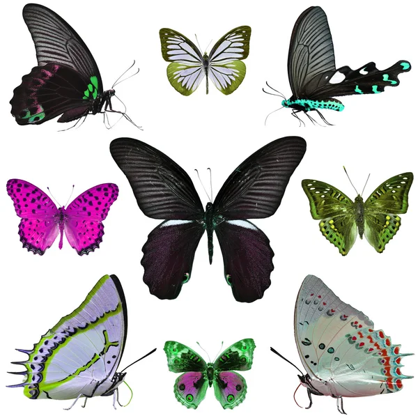 Colección mariposa — Foto de Stock