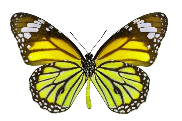 Mariposa amarilla — Foto de Stock