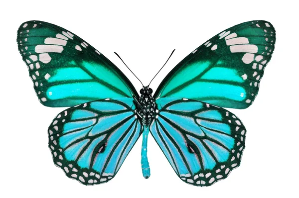 Mariposa azul — Foto de Stock