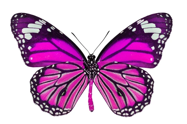 Rózsaszín pillangó — Stock Fotó