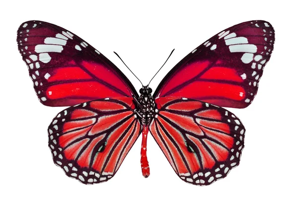Red Butterfly — Stock Photo, Image