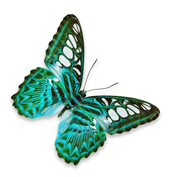 Mariposa azul — Foto de Stock