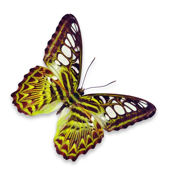 Mariposa amarilla — Foto de Stock