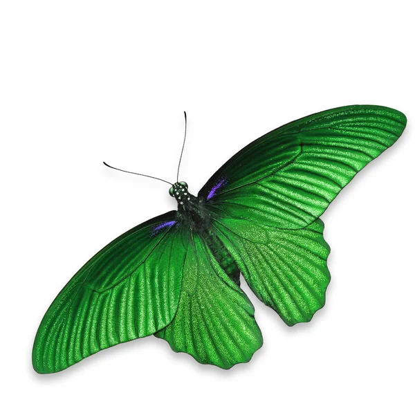 Papillon vert — Photo