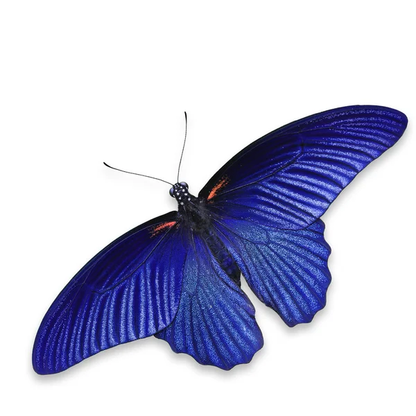 Mariposa azul — Foto de Stock