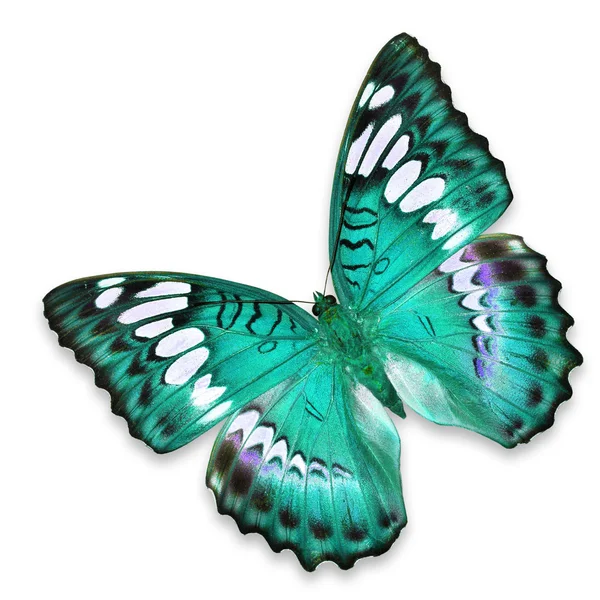 Blue butterfly — Stock Photo, Image