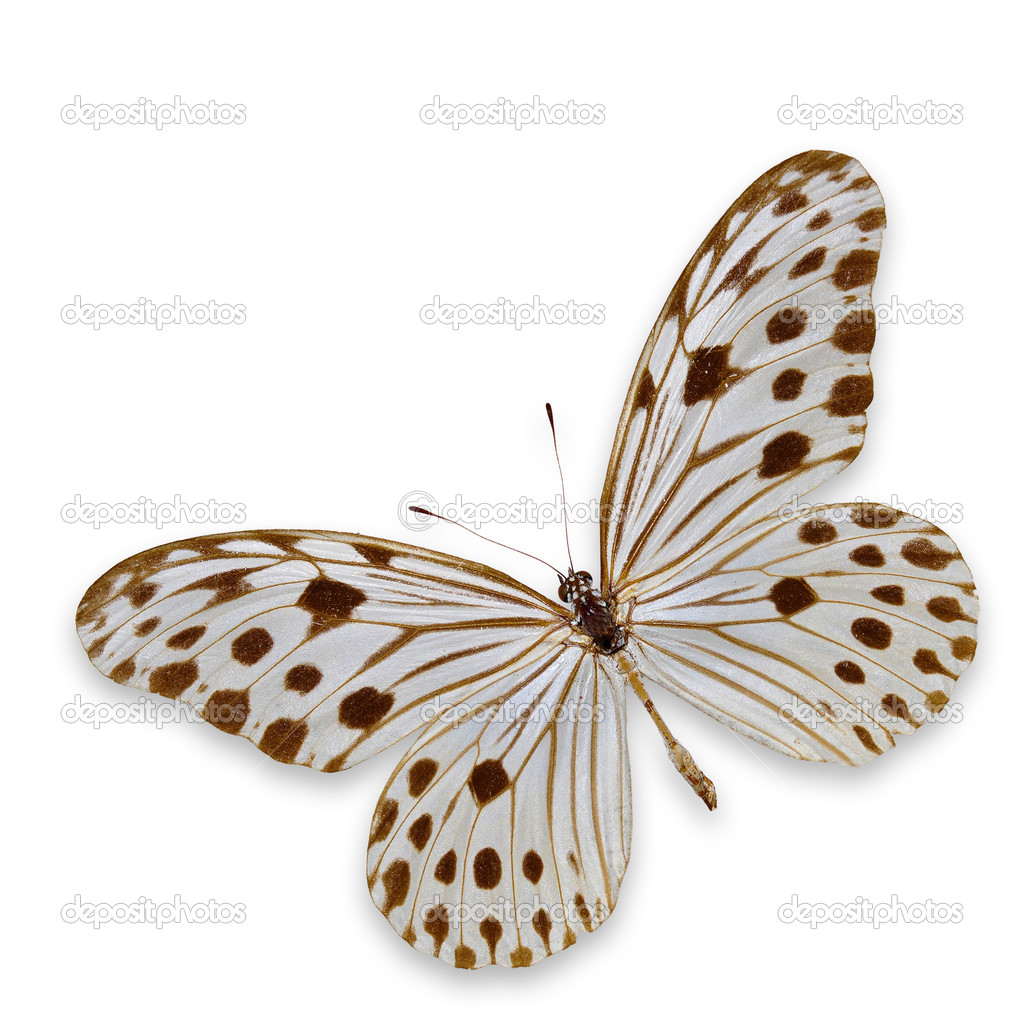 White and Brown butterfly