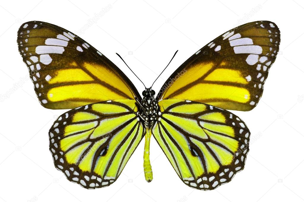 Download Yellow Butterfly — Stock Photo © thawats #37848717