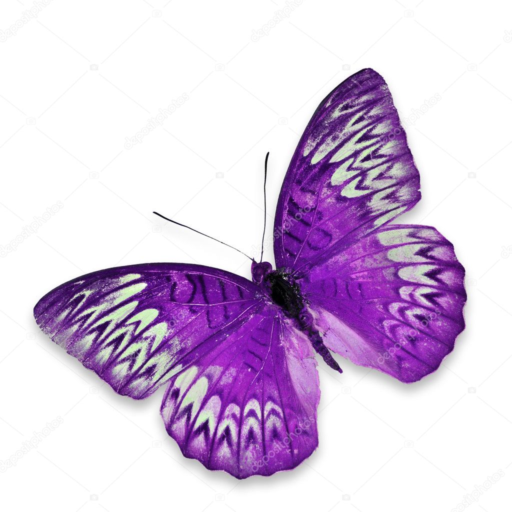 Purple Butterfly Stock Photo by ©thawats 37848867