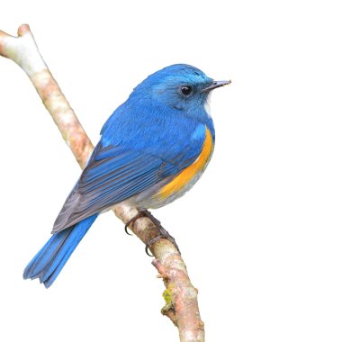 Himalaya bluetail kuş
