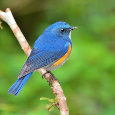 Himalaya bluetail kuş