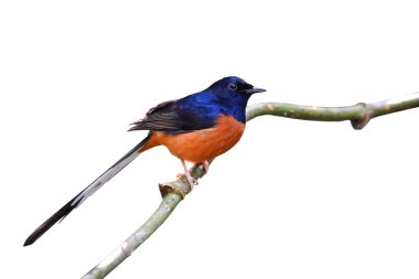 ptak biało rumped shama