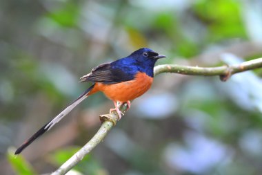 ptak biało rumped shama