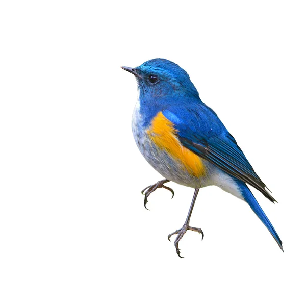 Pájaro de cola azul del Himalaya — Foto de Stock