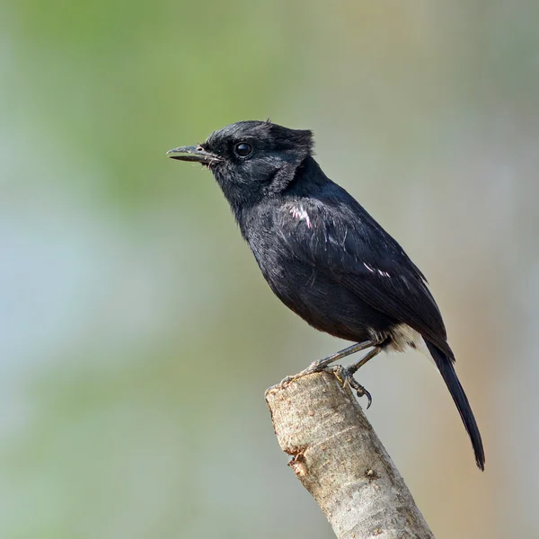 Siyah kuş — Stok fotoğraf