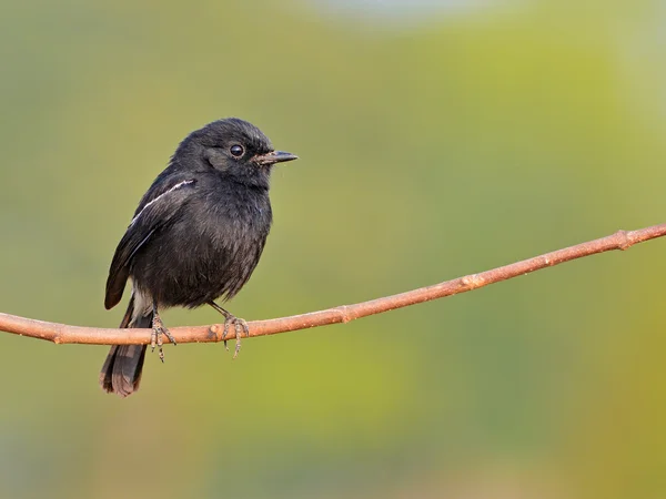 Чёрная птица — стоковое фото