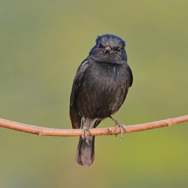 黑鸟 — 图库照片