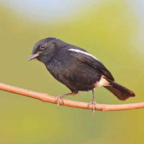 黒い鳥 — ストック写真