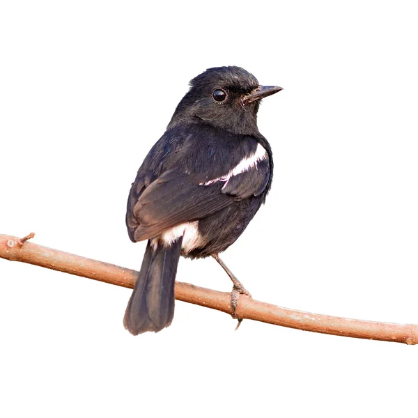 Zwarte vogel — Stockfoto