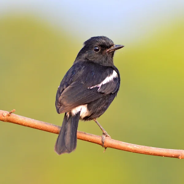 Zwarte vogel — Stockfoto